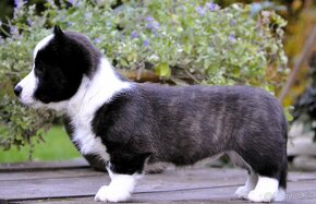 Welsh Corgi Cardigan FCI- krásná dívka - 7