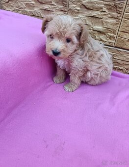 Maltipo,maltipoo mini - 7