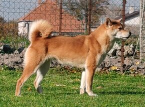 Shiba inu fenka s PP - 7