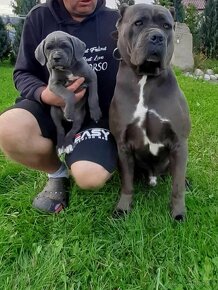 Cane Corso - 7