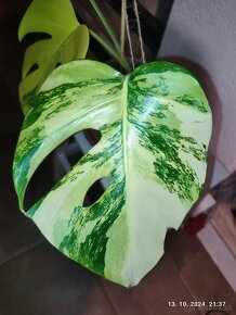 Monstera marmorata AUREA tricolor - odrezky aj zakorenene - 7