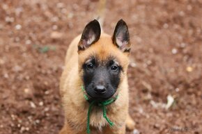 Belgický ovčiak - Malinois s PP, 1 psík, 3 sučky - 7