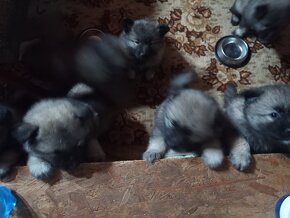 Nemecky vlci spic/keeshond - 7