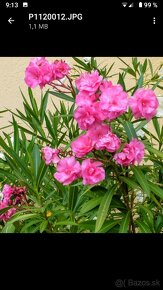 Oleander - 7