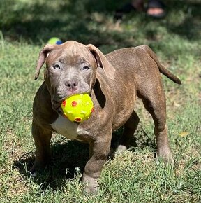 American Bully Pocket - 7