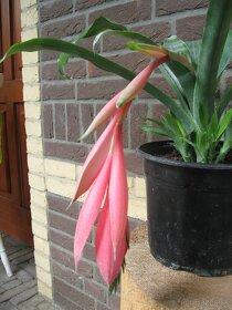 Bilbergia - pravdepodobne Billbergia Windii - 7