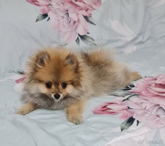 Pomeranian - 7