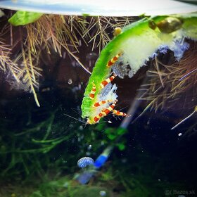 Krevety Caridina crystal red - 7