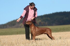 Rhodesian Ridgeback - 7