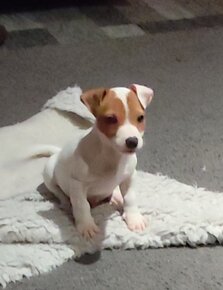 Jack Russell terier - 7