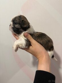 Shih-tzu s PP, Shih tzu, Shi tzu, si cu - 7