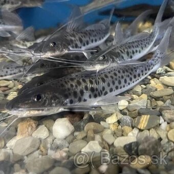 Lepisosteus platyrhincus albino red eye 20+cm - 7