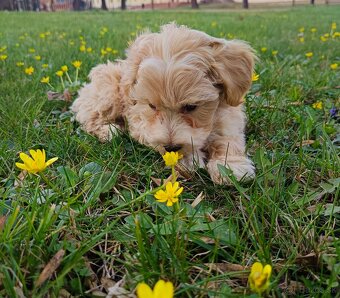 Maltipoo (Pudel + malteze) - 7