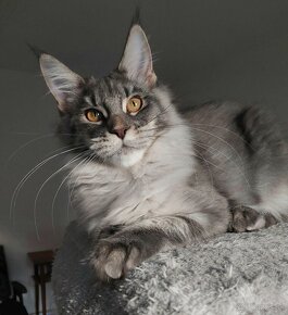 MAINE COON - mainská mývalia s PP - 7