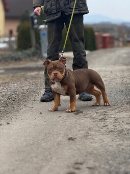 American Bully Classic/ standart - 7