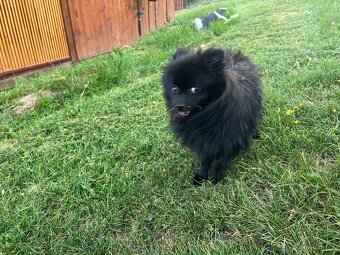 Mini pomeranian do 2,5 kg - 7