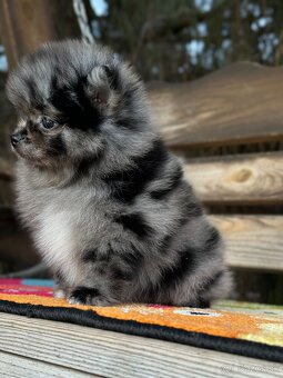 Pomeranian chlapeček Merle PP UCI - 7