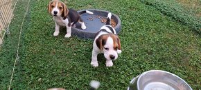 bígl, bígel, beagle - 7