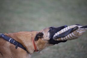 BO- malinois na predaj - 7