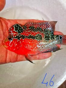 Flowerhorn Super red Dragon - 7