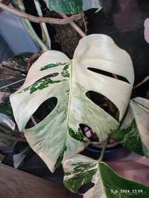 Monstera albo Variegata - odrezky aj ako darček - 7