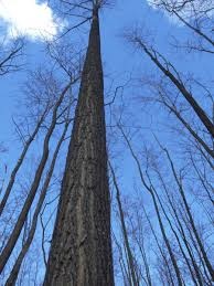 Paulownia-Agát Obelisk vlastný les za pár rokov. - 7