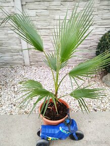 Washingtonia Robusta - rychlorastuca palma - 7