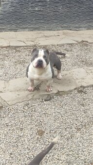 American bully - 7