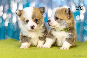 Welsh Corgi Pembroke (Alona Aleant - Facebook) - 7