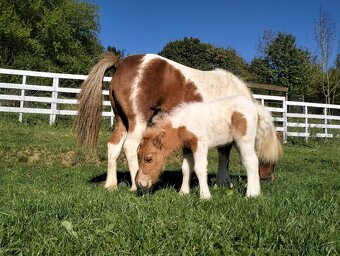 Pony kobylka bez pp - 7