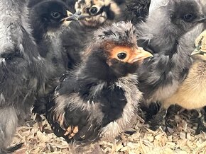 Kuriatka HODVÁBNIČKY, ARAUCANA, PADUAN - 7