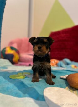 Yorkshire terrier mini, york - 7