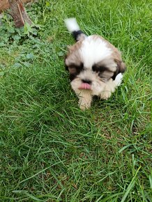 Shitzu, shih-tzu, Shitzu, Shicu, shihtzu - 7