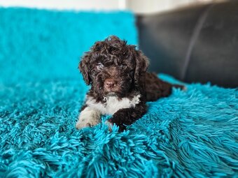 LAGOTTO ROMAGNOLO-brown, with super ped. FCI - 7