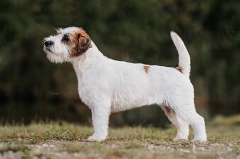 Jack Russell teriér s PP - 7