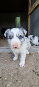 Dva krasne psiky border kolia  modre merle blue merle - 7