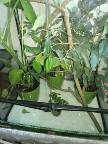 Terarium pre chameleóna - 7