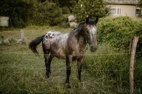 Appaloosa kobylka - 7