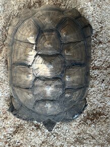 Korytnačka Ostrohatá (Centrochelys sulcata) - 7