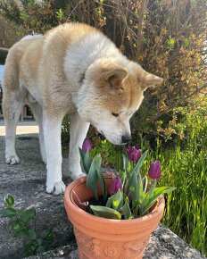 Akita inu - 7