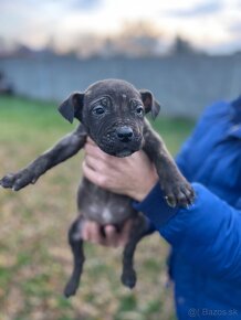 Americký bandog - 7