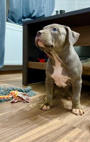 American Bully XL / Pitbull XXL - 7