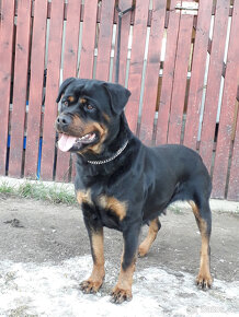 rotvajler rottweiler - 7