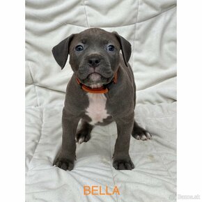 American Bully XL/XXl s PP - 7