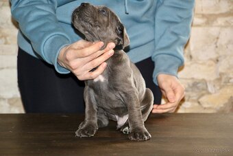 Šteniatka Cane Corso - 7