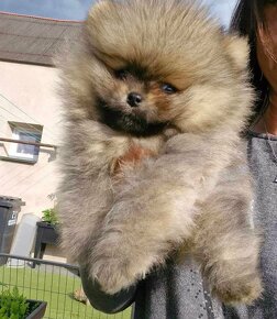 Pomeranian mini Boo - 7