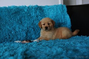 GOLDEN RETRIEVER-zlaty retrivr, zlaty retriever , american - 7