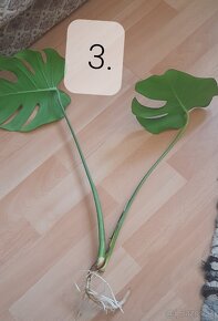 Monstera deliciosa - 7