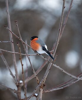 Panasonic leica 100-400mm - 7