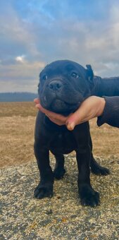 Šteniatka Cane Corso - 7